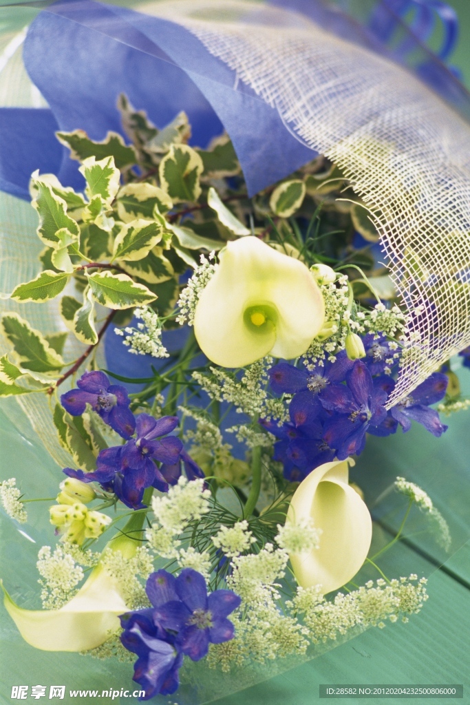 高清鲜花摄影