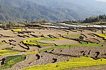 梯田
