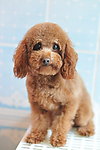贵宾犬
