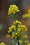 黄菜花