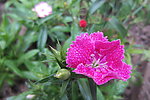 石竹花