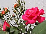 月季花