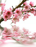 兰花