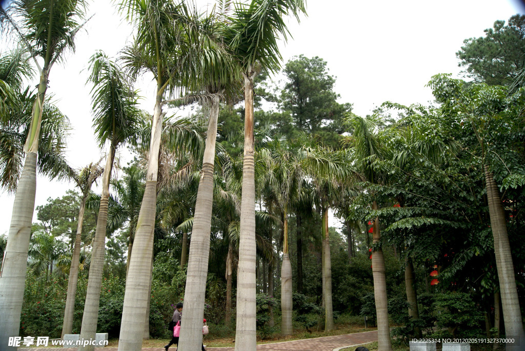 园林 树林