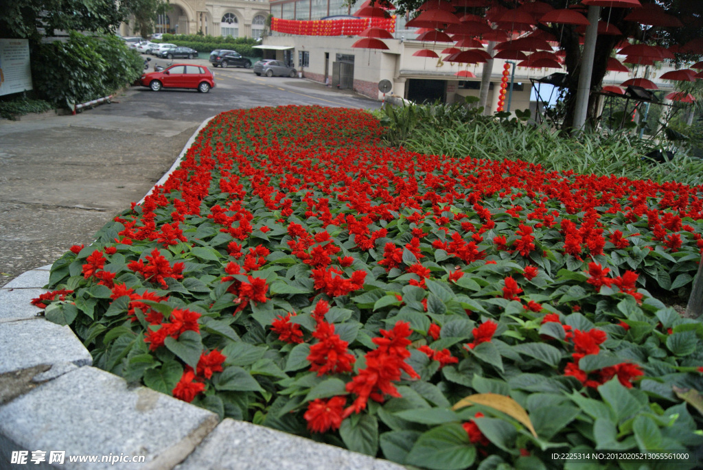 园林 花