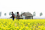 菜花 油菜花 情侣