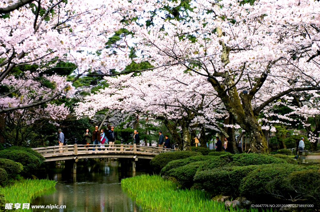 樱花公园