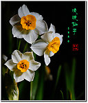 水仙花