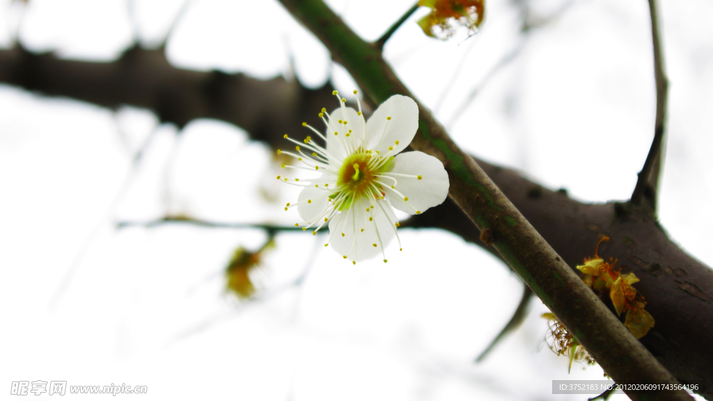 梅花