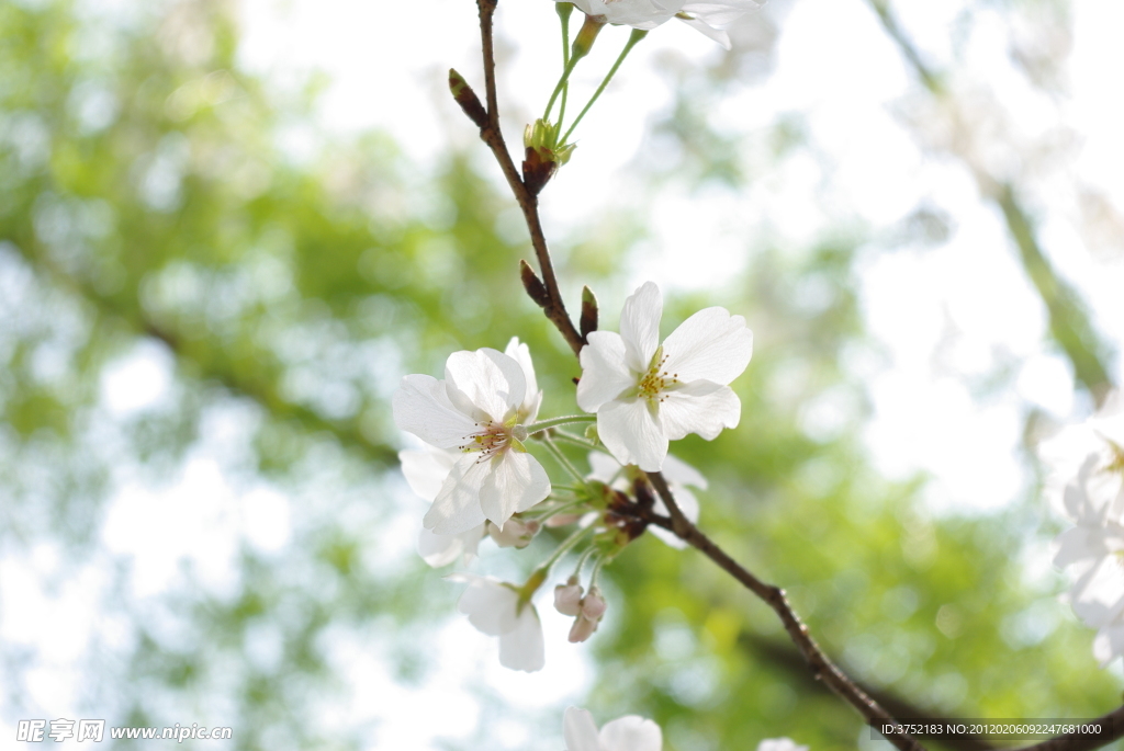 樱花