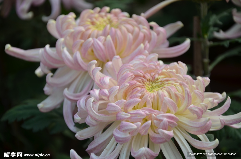菊花