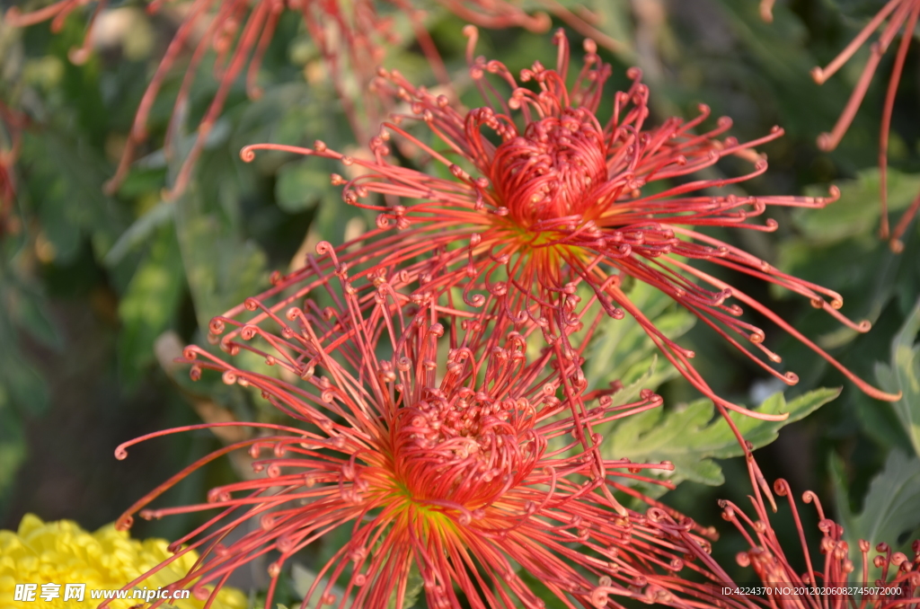 菊花