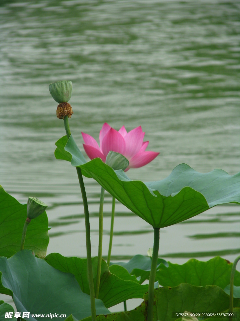 荷花