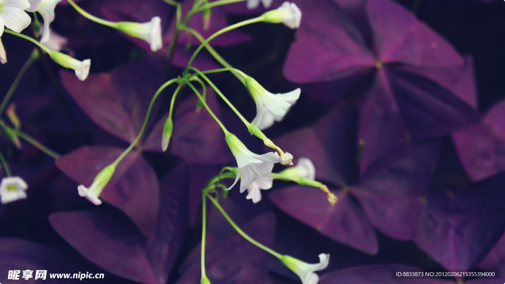 牵牛花