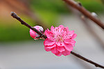 梅花