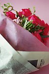 高清鲜花摄影