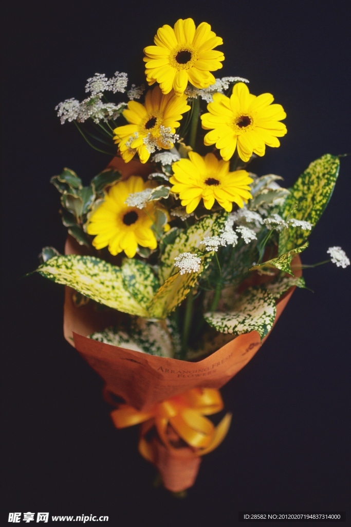 高清鲜花摄影