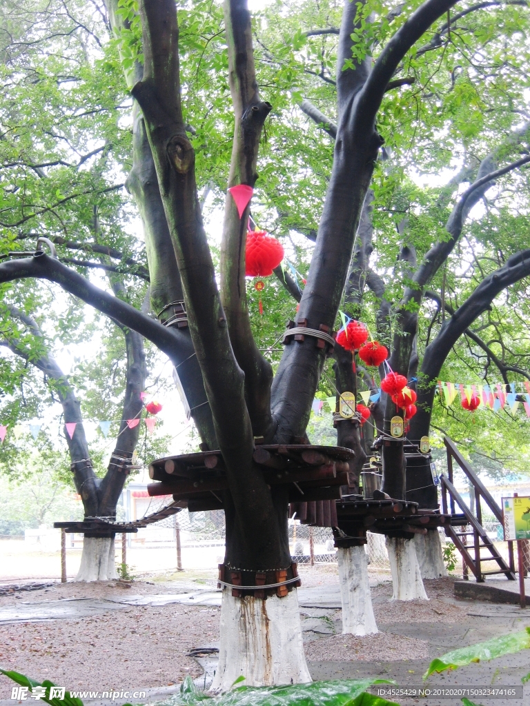 绿树