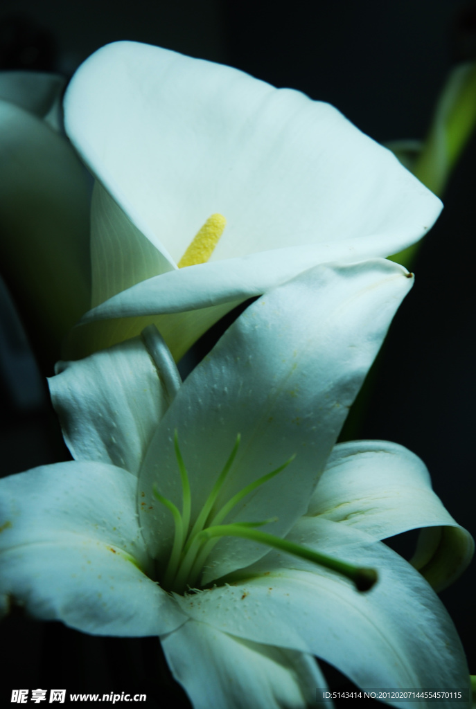 百合