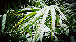 雪景