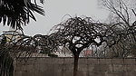 弯曲 裸树