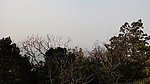 山顶的丛林
