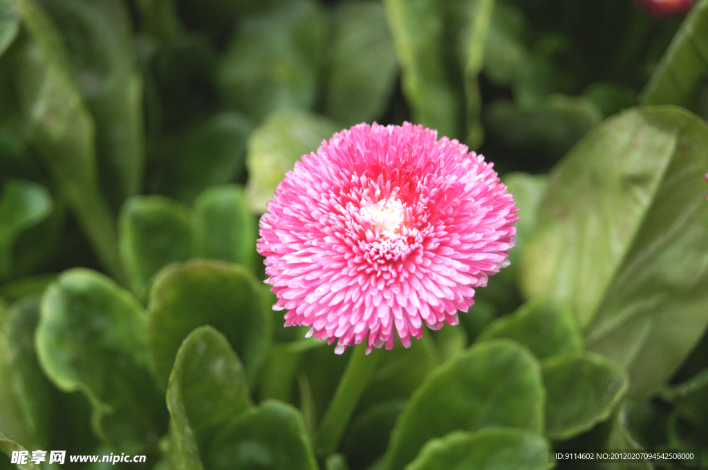 雏菊 高精