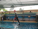 厦门海底世界海豚表演
