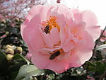 山茶花