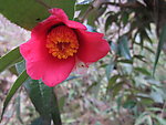 山茶花