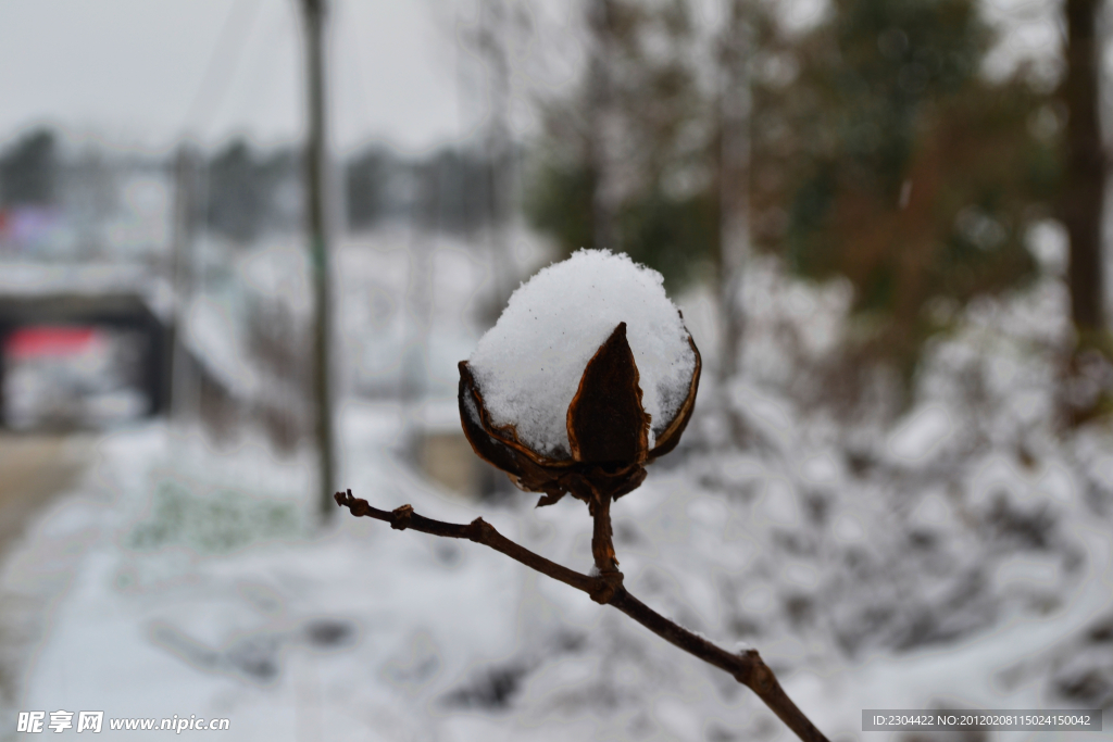 雪中的花蕾