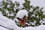 雪中的花蕾