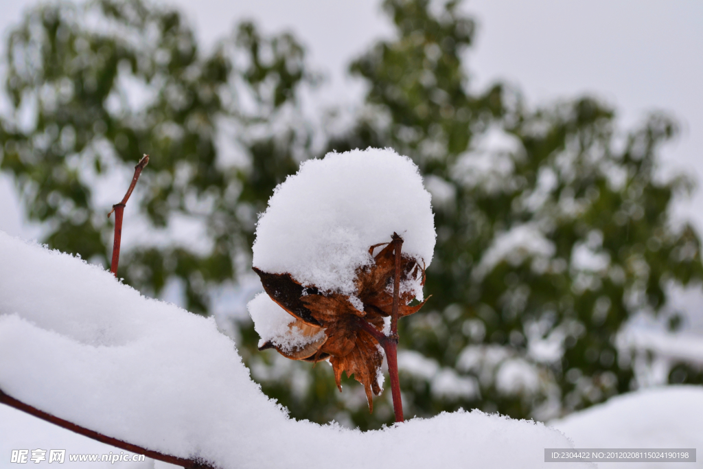 雪中的花蕾