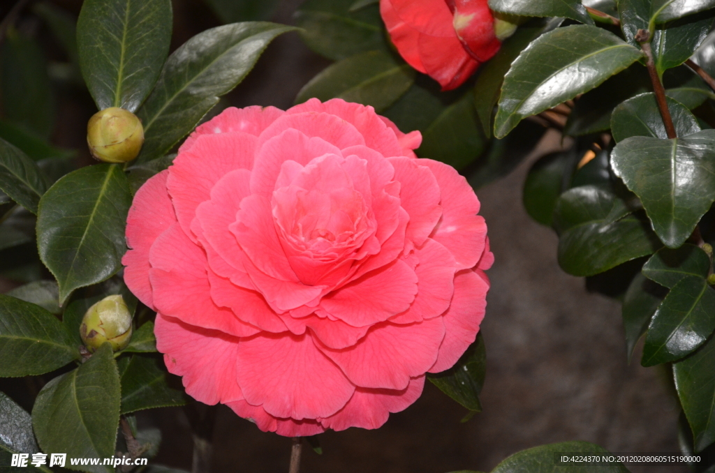 山茶花