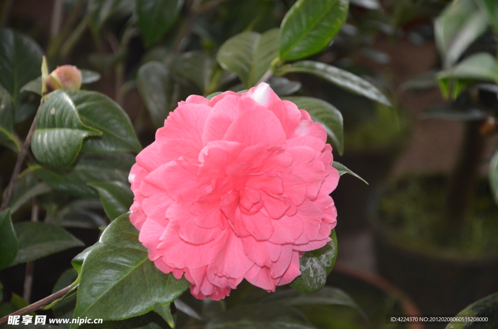 山茶花