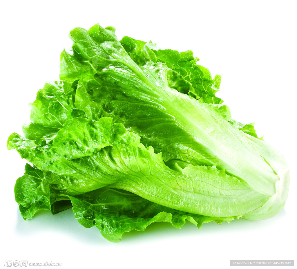 生菜
