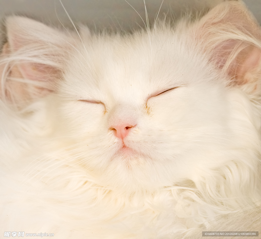 可爱小猫