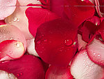 玫瑰花瓣