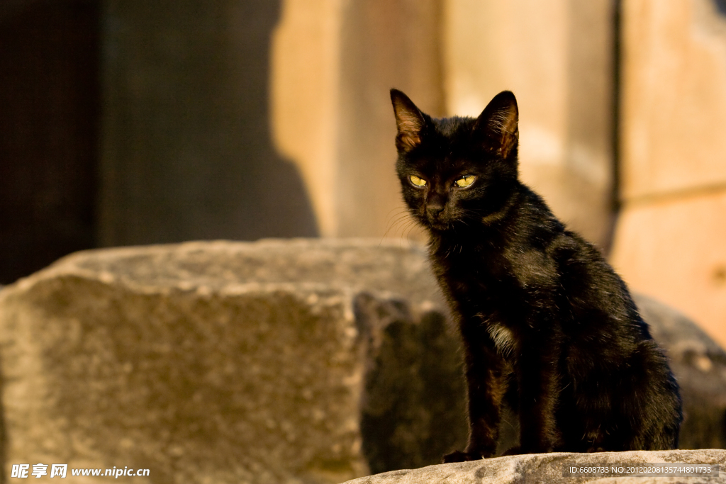 小黑猫