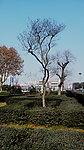 裸树