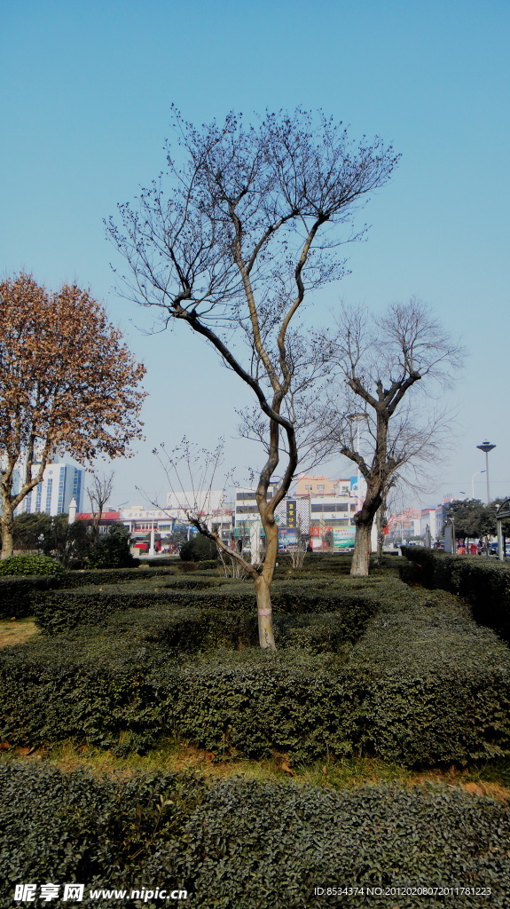 裸树