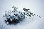 雪地 小鸟