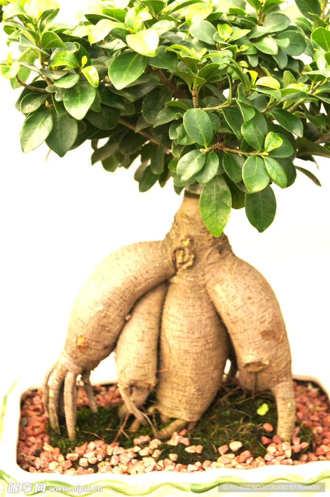 树根高清