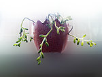 花草