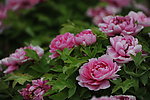 牡丹花