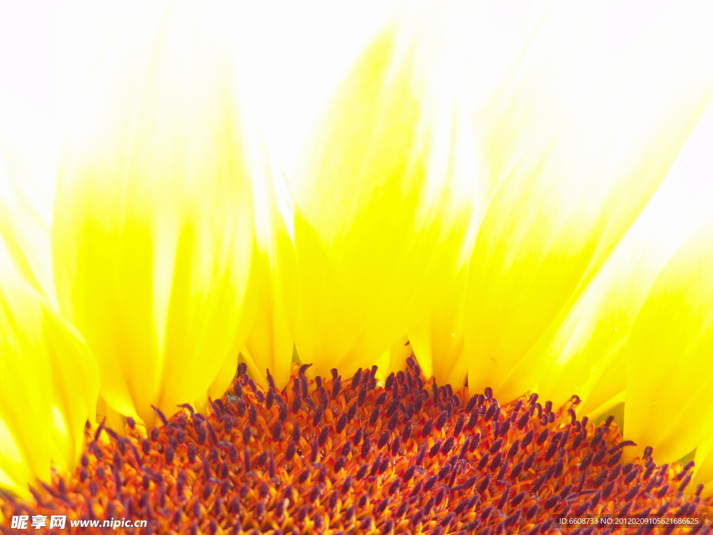 太阳花