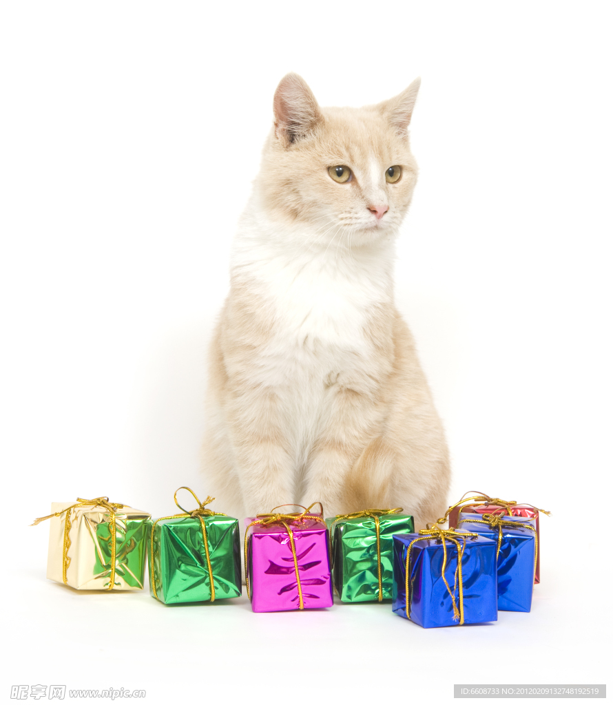 可爱小猫
