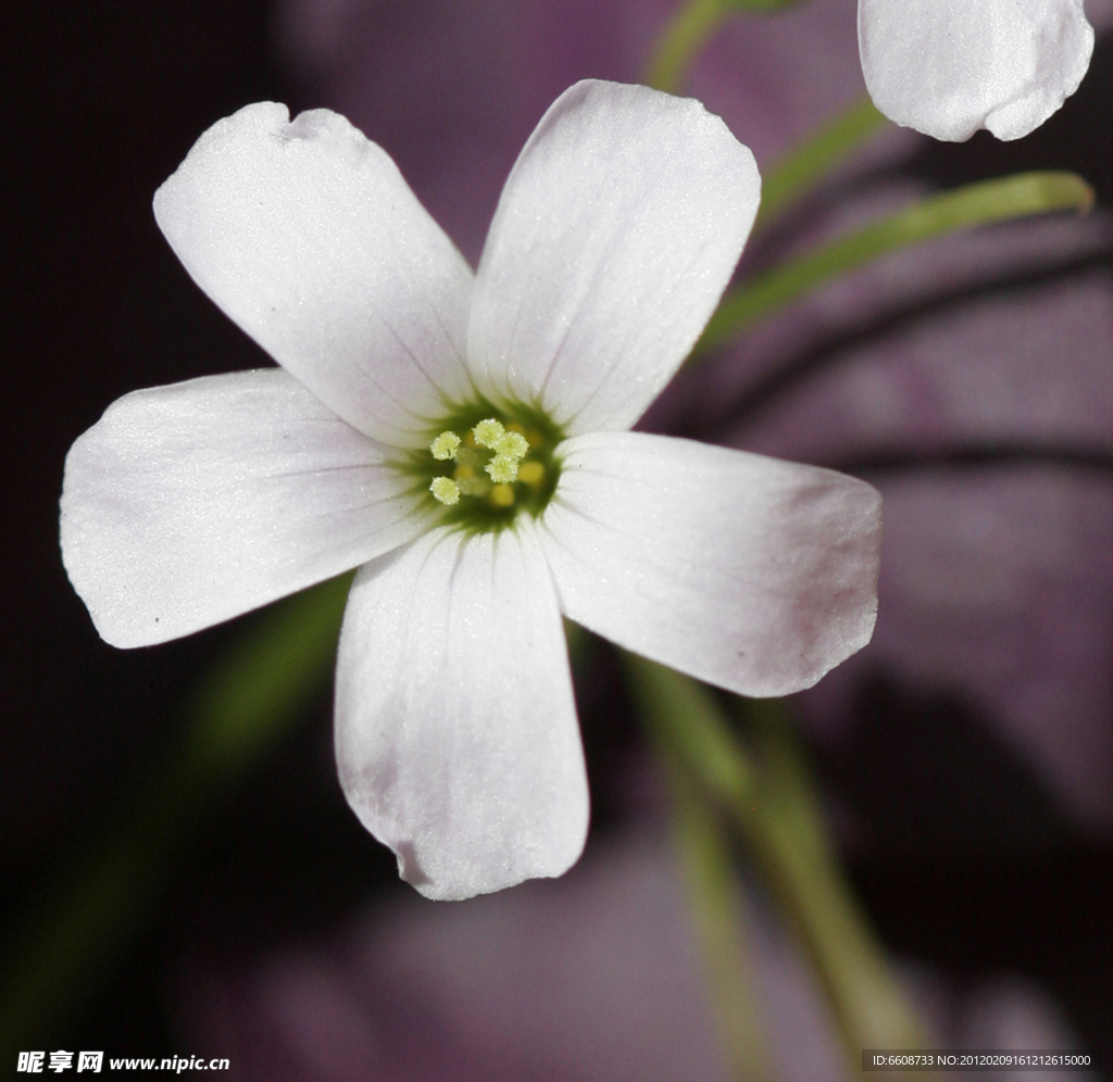 美丽小百花