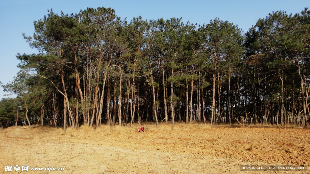 松树 孩子