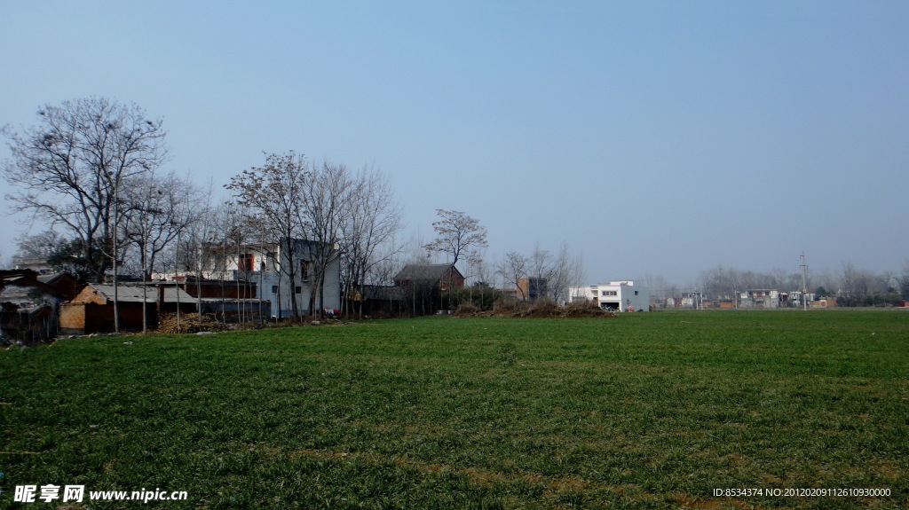 村子 老树